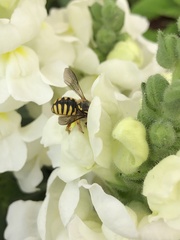 Anthidium manicatum