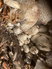 Coprinopsis strossmayeri