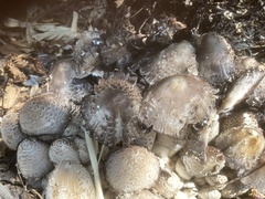 Coprinopsis strossmayeri