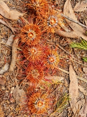 Banksia ericifolia