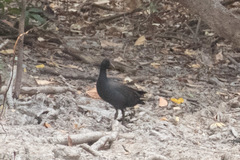 Gallinula tenebrosa