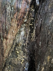 Gymnopilus eucalyptorum