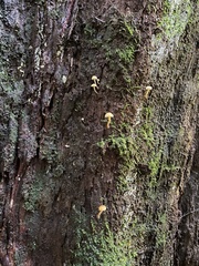 Gymnopilus eucalyptorum