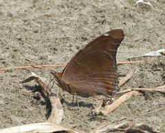 Historis acheronta
