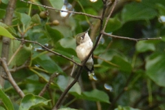 Archilochus colubris