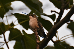 Archilochus colubris