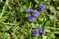 Polygala alpina