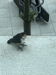 Microhierax fringillarius