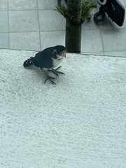 Microhierax fringillarius