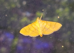 Dichocrocis revidata