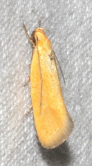 Telocharacta hemicroca