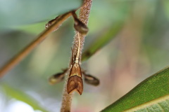 Crocanthes prasinopis