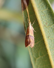 Crocanthes prasinopis