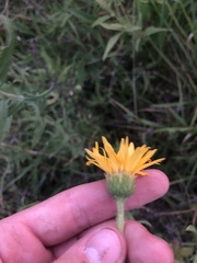 Heterotheca camporum glandulissima