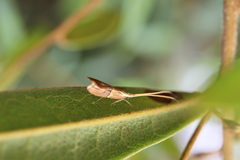 Crocanthes prasinopis