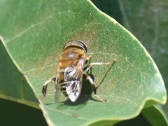 Palpada mexicana