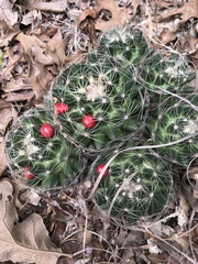 Escobaria missouriensis