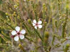 Leptospermum epacridoideum