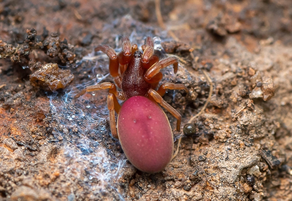 Stenochilus scutulatus