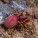 Stenochilid Spiders - Photo (c) Naveen Iyer, some rights reserved (CC BY-NC), uploaded by Naveen Iyer