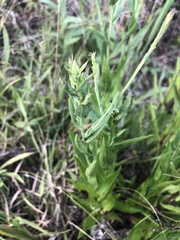 Symphyotrichum laeve laeve