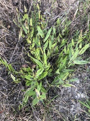 Symphyotrichum laeve laeve