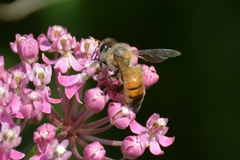 Apis mellifera