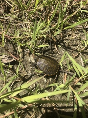 Actinemys marmorata pallida