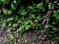 Soleirolia soleirolii