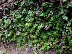 Soleirolia soleirolii