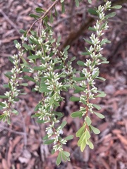 Styphelia mutica