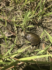 Actinemys marmorata pallida