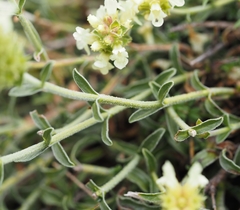 Sideritis hyssopifolia