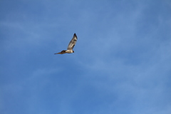 Buteo jamaicensis
