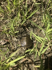 Actinemys marmorata pallida