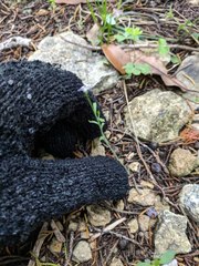 Chaetopappa asteroides