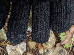 Chaetopappa asteroides