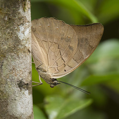 Archaeoprepona demophon