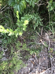 Solidago rigida glabrata