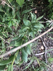 Solidago rigida glabrata