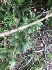 Solidago rigida glabrata