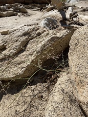Eriogonum apiculatum
