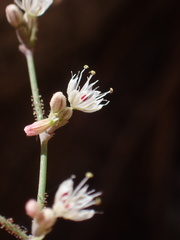 Eriogonum apiculatum