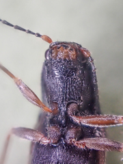 Acteniceromorphus sagiticollis