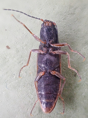 Acteniceromorphus sagiticollis