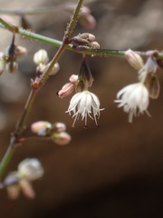 Eriogonum apiculatum
