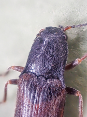 Acteniceromorphus sagiticollis