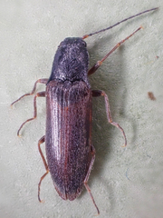 Acteniceromorphus sagiticollis