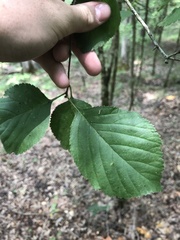 Crataegus ashei