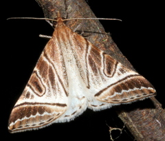 Phrataria replicataria